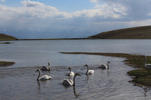 湖畔天鹅嬉戏图