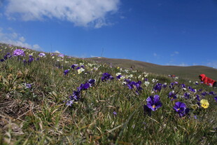 山坡上多彩绽放的野花
