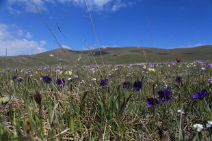 草原繁花盛开的美丽景致