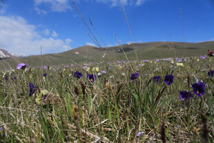 草原上的紫色野花绽放