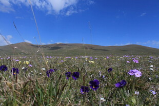 草原花海 绽放的自然之美