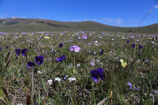 草原上绽放的多彩野花