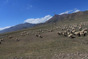 草原羊群与远山美景