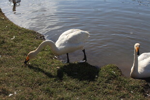 岸边双天鹅觅食景象