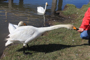 人喂天鹅的温馨瞬间