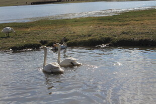 水中优雅的两只天鹅