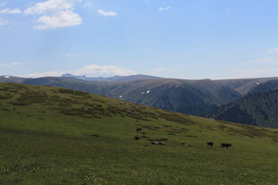 草原山峦间的悠然景致