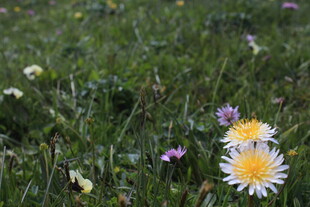 草地上的清新雏菊绽放