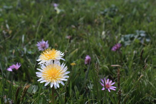 草地上的多彩小花