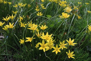 金黄小花绽放于绿草丛中