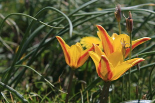 野外绽放的橙黄色百合花