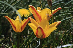 艳丽黄色百合花绽放