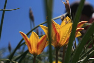 阳光下的艳丽双色郁金香