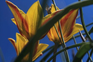 蓝天映衬下的艳丽百合花