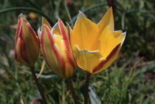 绽放的多彩郁金香