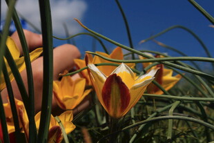 艳丽野花绽放于蓝天之下