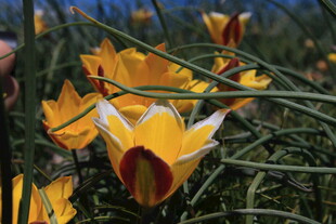 金黄艳丽的野生郁金香