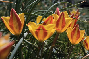 橙黄相间的美丽郁金香
