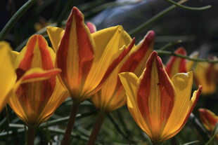 艳丽多彩的条纹郁金香