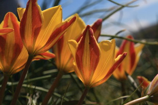 橙黄相间的美丽野生花朵