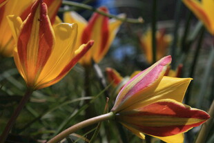 多彩郁金香绽放