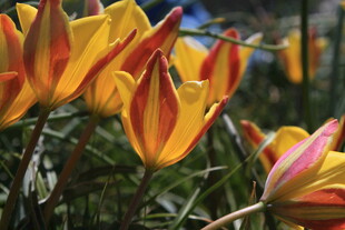 多彩郁金香绽放