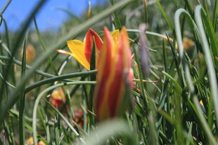 草丛中的艳丽花朵