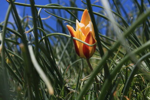 绿叶间绽放的橙黄花朵