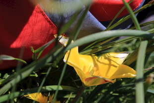 草丛中的多彩折纸花