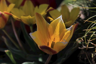 黄色郁金香绽放之美