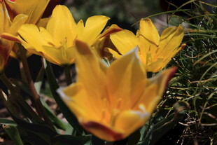 黄色小花绽放于草丛间