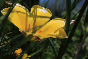 黄色绽放的美丽花朵