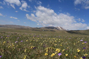 草原花海蓝天壮美风光