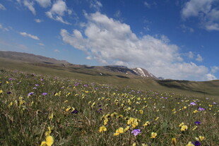 草原花海 蓝天白云美景
