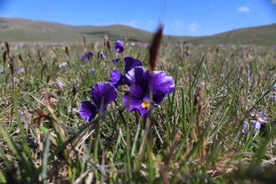 草原上的紫色美丽花朵