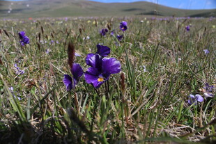 草原上的紫色鸢尾花