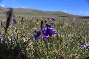 草原上绽放的紫色花朵
