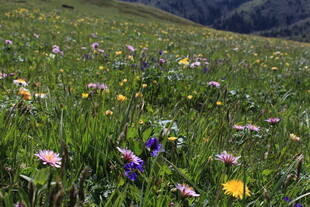 山坡上五彩斑斓的野花绽放