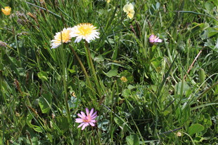 草地上的多彩小花