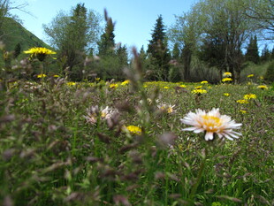 春日草地绽放的美丽雏菊