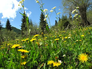 山间绽放的黄色菊花