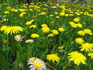 春日蒲公英花海