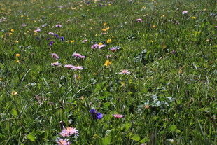 野花盛开的翠绿草地
