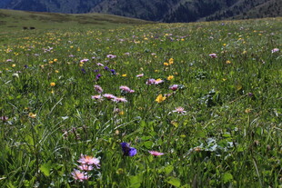 草原繁花盛开的美丽景致