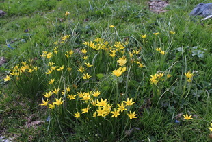 草地中的黄色小花绽放