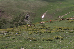 山坡上的绿色植被景观