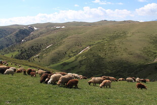 草原上的牛群悠然吃草