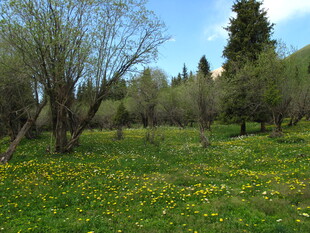 春日草地树林风景图