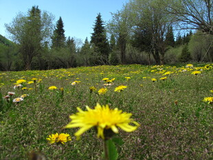 春日草地盛开的黄色小花