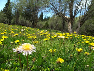 春日繁花盛开的草地